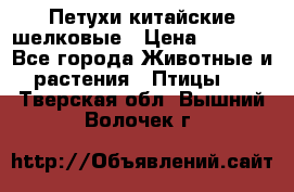 Петухи китайские шелковые › Цена ­ 1 000 - Все города Животные и растения » Птицы   . Тверская обл.,Вышний Волочек г.